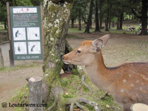 Les daims sacrés de Nara