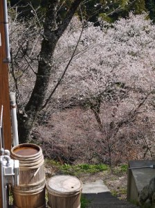 Les cerisiers en fleurs à Yoshino