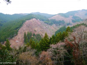 Les cerisiers sauvages de la vallée de Yoshino