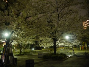 Cerisiers en pleine floraison à Tokyo