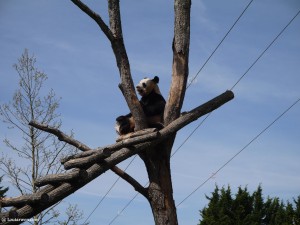 Les pandas du zoo de Beauval