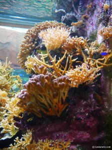 Un aquarium au Zoo de Beauval