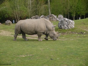 Un rhinocéros au Zoo de Beauval