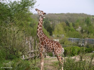 Une girafe au Zoo de Beauval