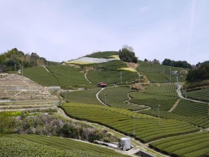 Les théiers de la vallée de la Wasuka